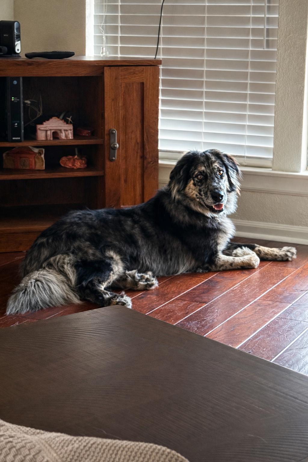 Asher, Adopted, Young Male Australian Shepherd & Retriever.