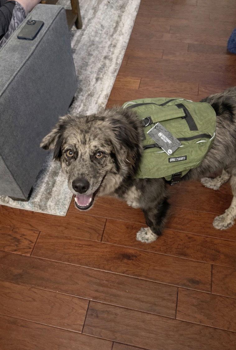 Enlarge Asher, a Adopted mixed breed in Dallas, TX image 2/3