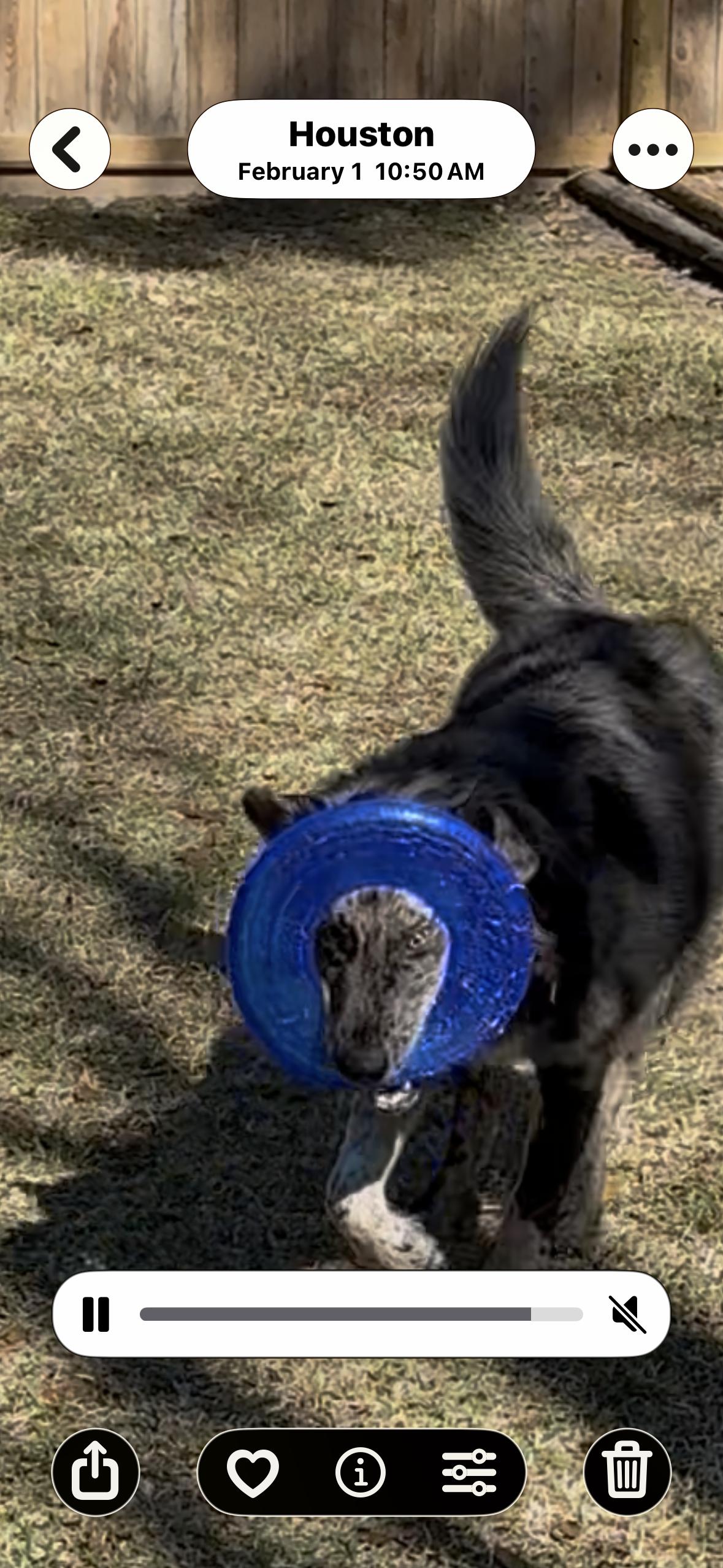Enlarge Asher, a Adopted mixed breed in Dallas, TX image 3/3