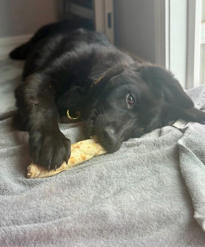 Jack, Adoptable, Young Male German Shepherd Dog.