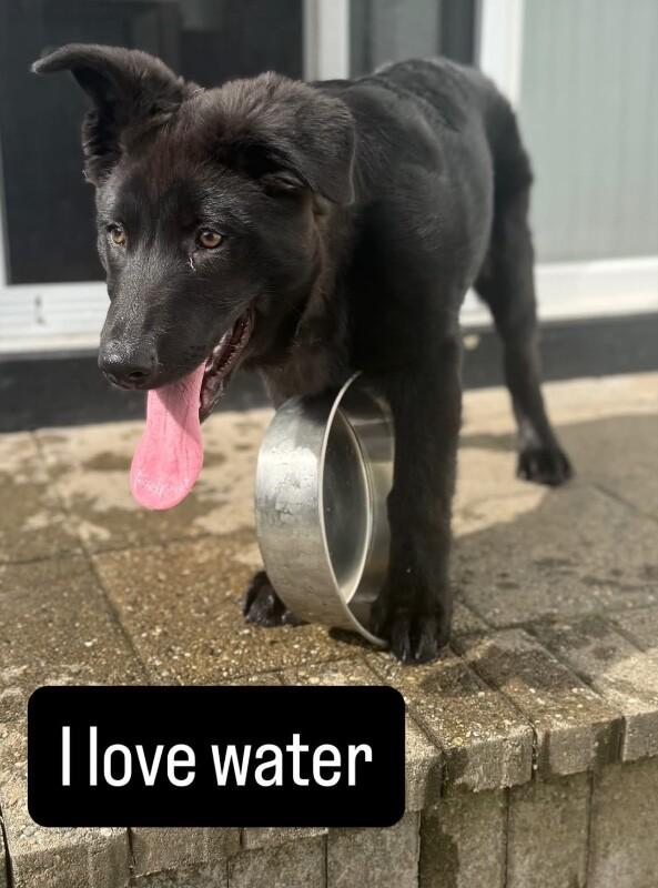 Enlarge Jack, a Adoptable mixed breed in Seattle, WA image 2/6