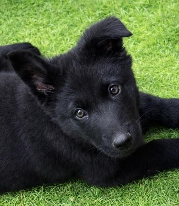 Enlarge Jack, a Adoptable mixed breed in Seattle, WA image 1/2