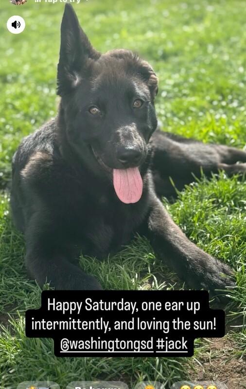 Enlarge Jack, a Adoptable mixed breed in Seattle, WA image 3/6