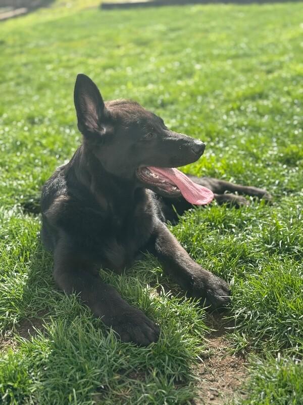 Enlarge Jack, a Adoptable mixed breed in Seattle, WA image 4/6