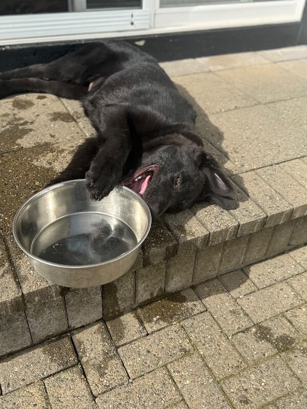 Enlarge Jack, a Adoptable mixed breed in Seattle, WA image 5/6