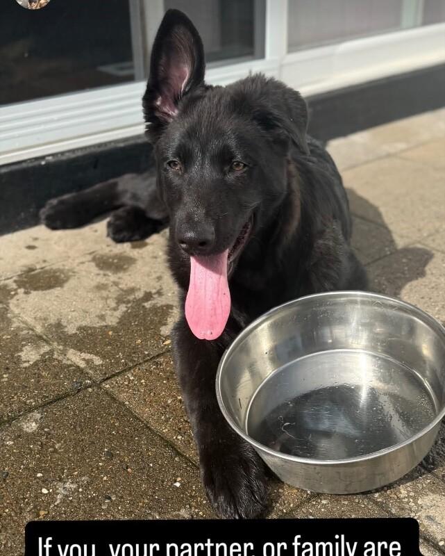 Enlarge Jack, a Adoptable mixed breed in Seattle, WA image 6/6