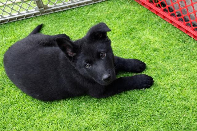 Enlarge Jack, a Adoptable mixed breed in Seattle, WA image 2/2