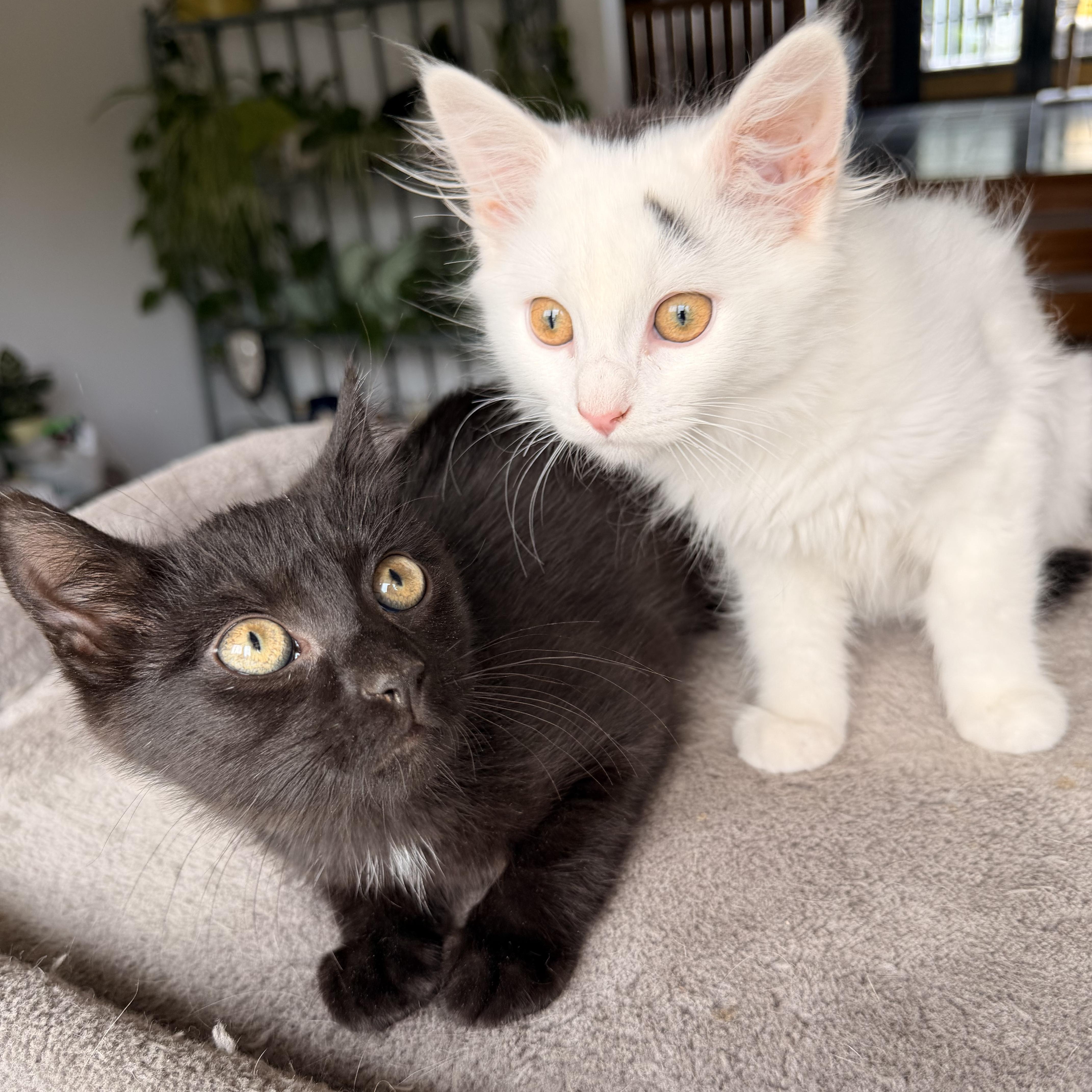 Enlarge Ying & Yang, an adopted Domestic Long Hair in Scranton, PA image 2/6