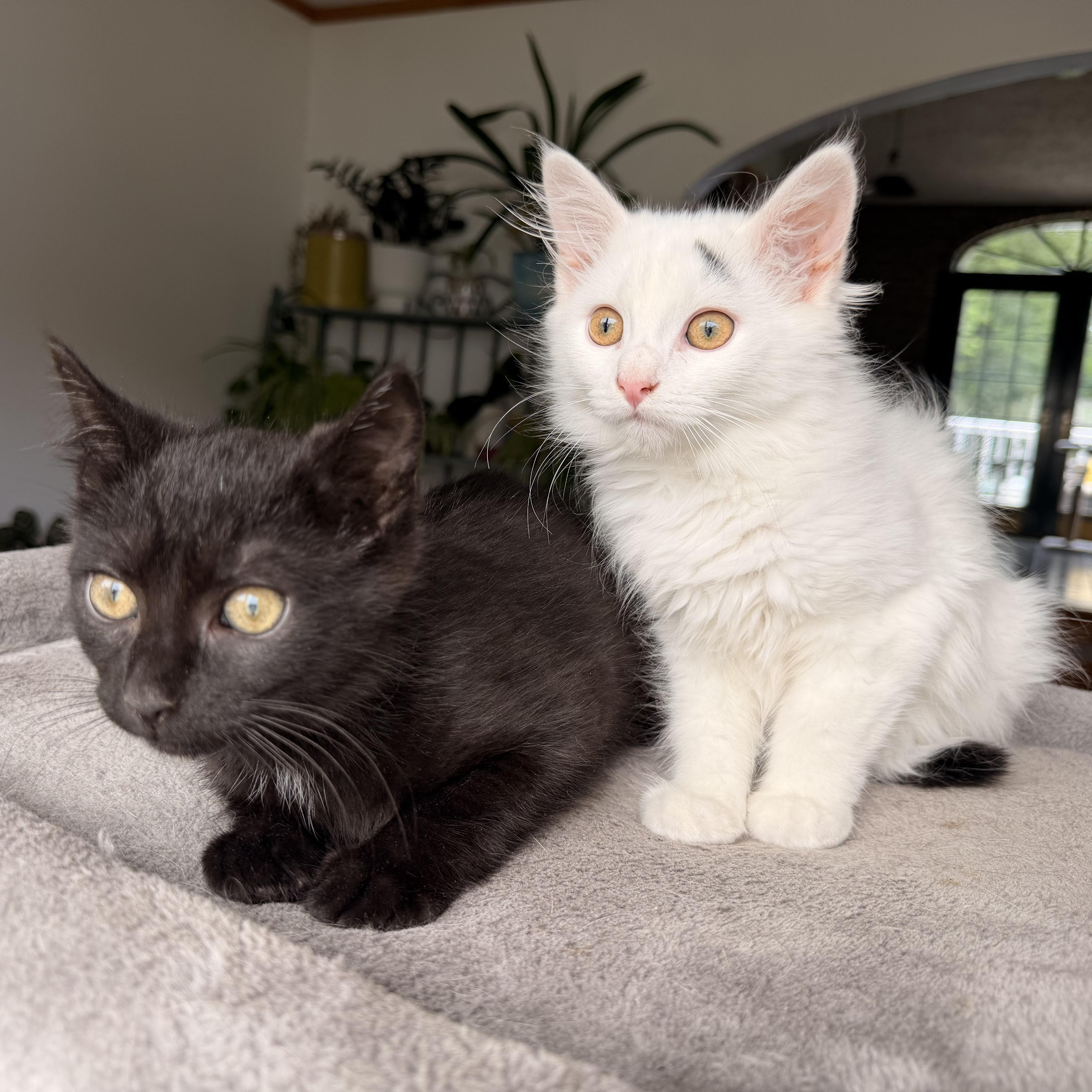 Ying & Yang, adopted, Kitten Male Domestic Long Hair.