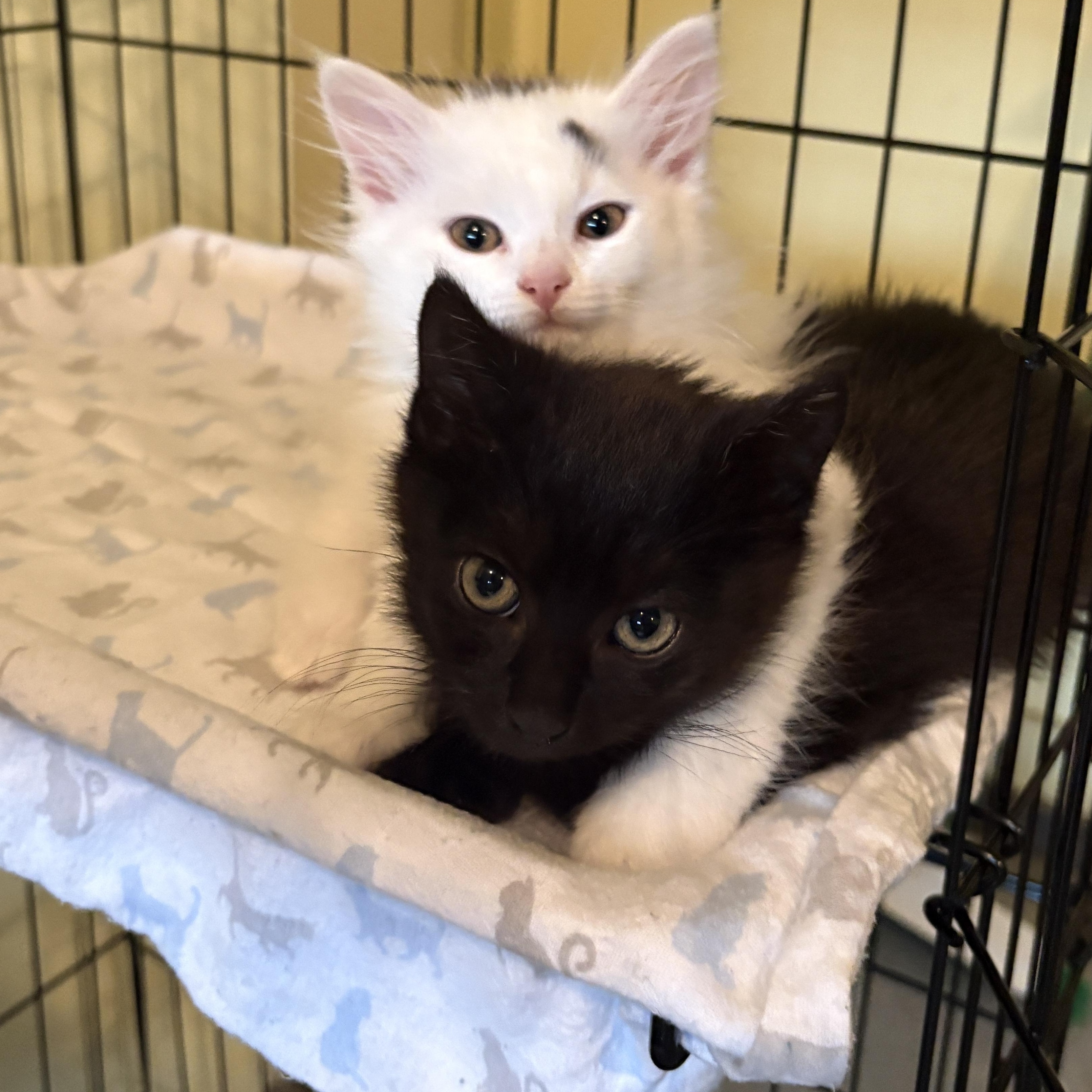 Enlarge Ying & Yang, an adopted Domestic Long Hair in Scranton, PA image 4/6