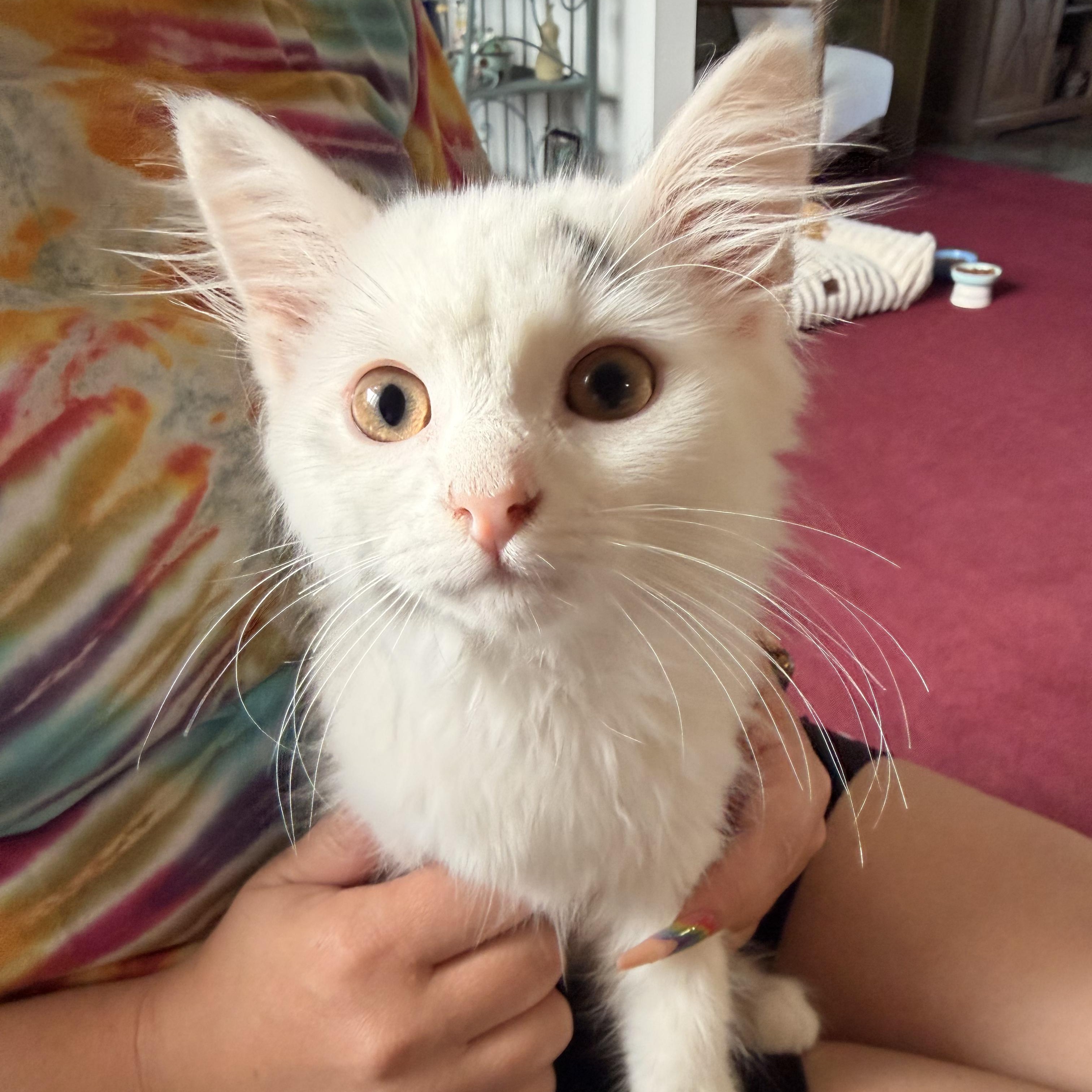 Enlarge Ying & Yang, an adopted Domestic Long Hair in Scranton, PA image 3/6