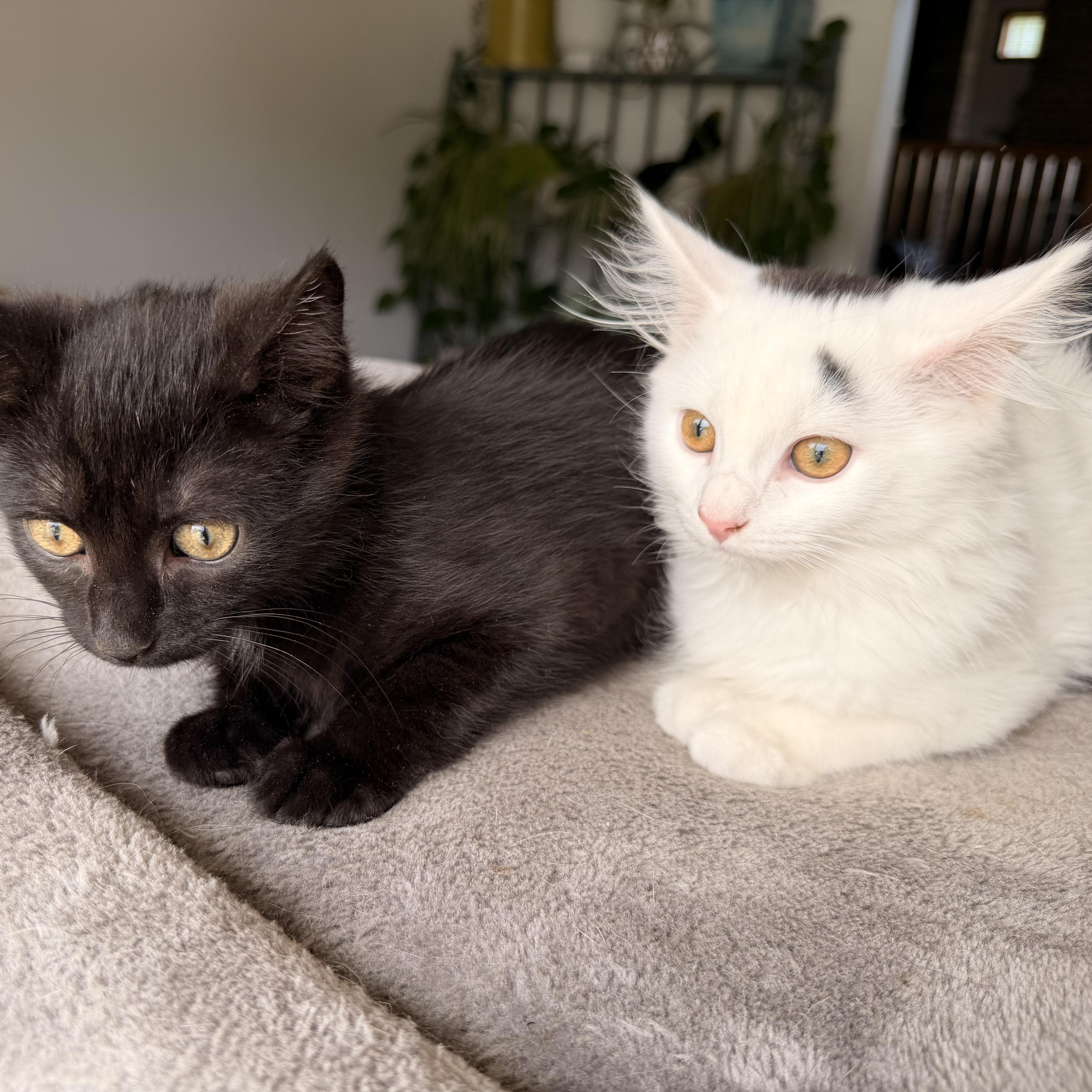 Enlarge Ying & Yang, an adopted Domestic Long Hair in Scranton, PA image 5/6