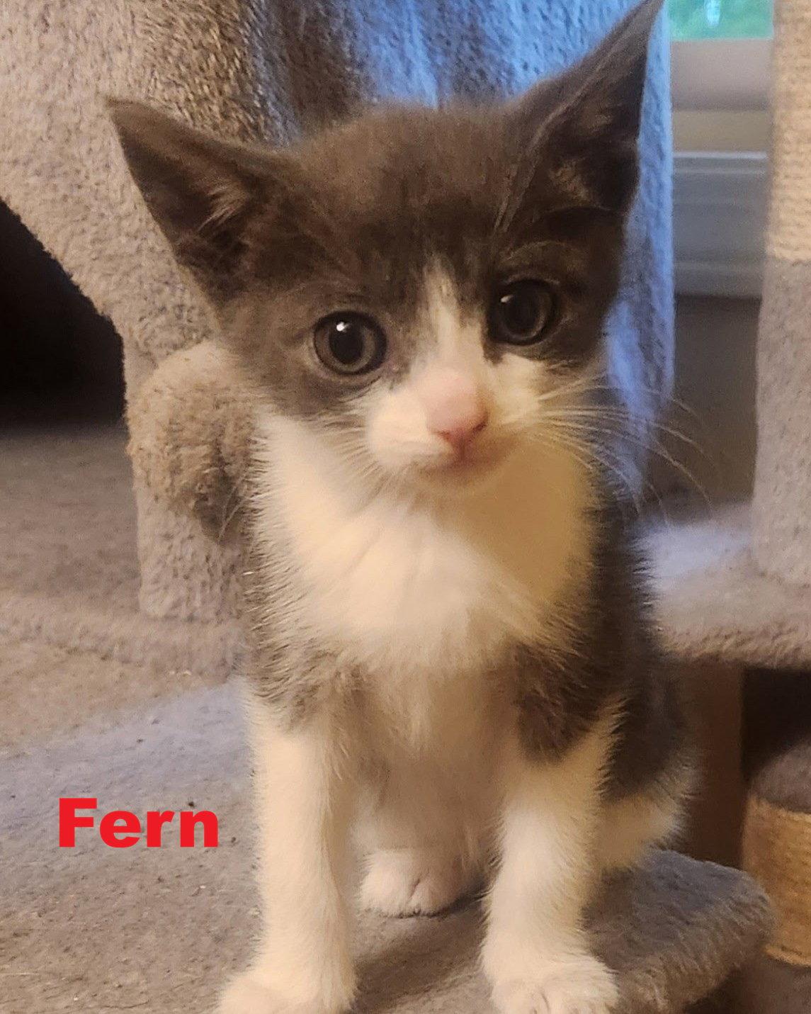 Fern, Adoptable, Kitten Female Domestic Medium Hair.