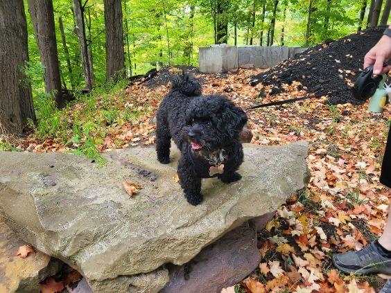 Enlarge Cole, an adopted Mixed Breed in Rochester , NY image 3/6