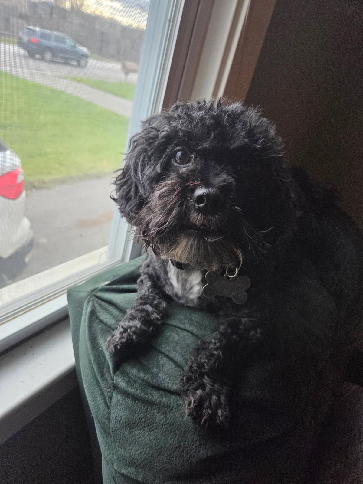 Enlarge Cole, an adopted Mixed Breed in Rochester , NY image 2/6