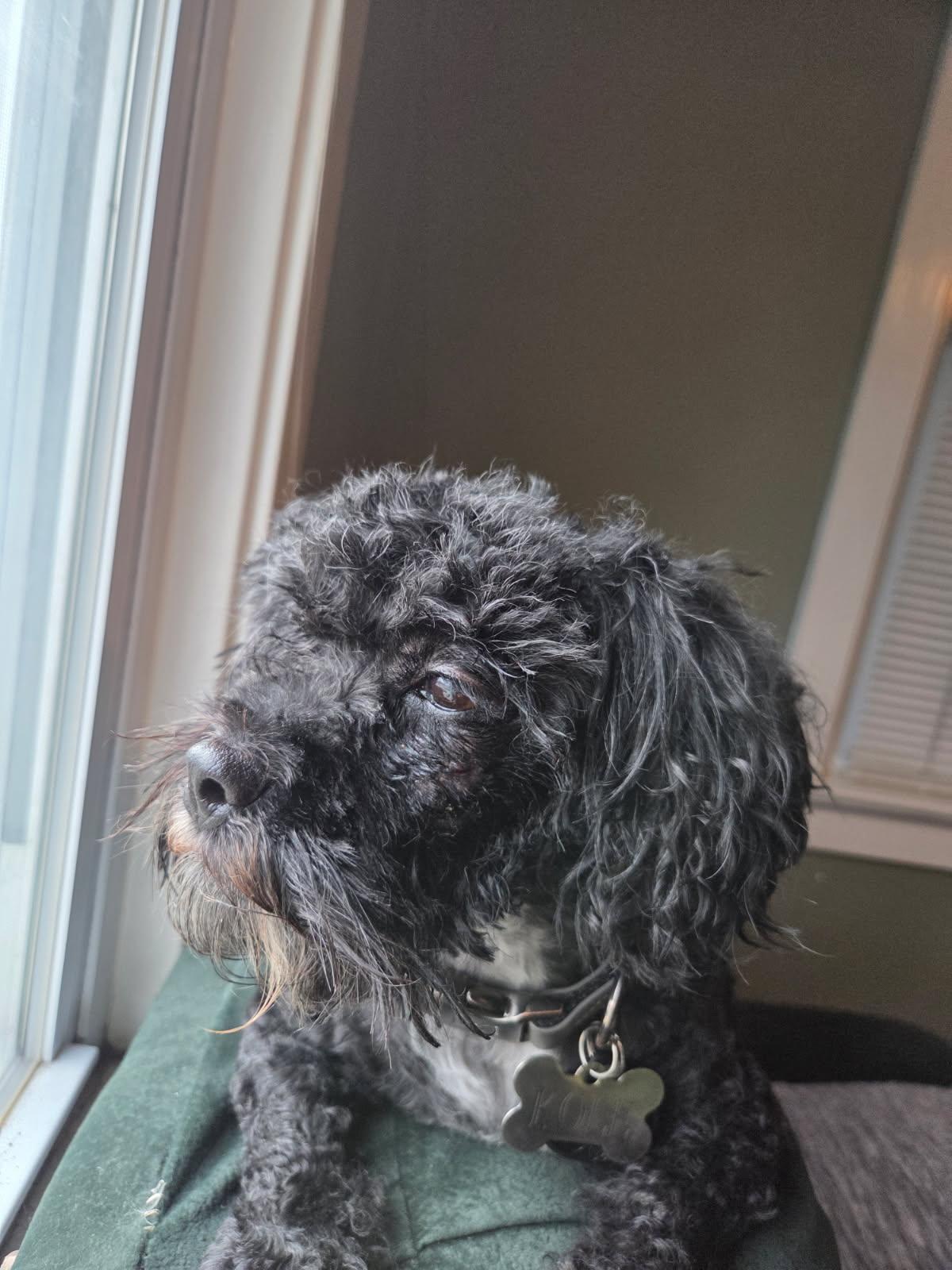 Enlarge Cole, an adopted Mixed Breed in Rochester , NY image 5/6