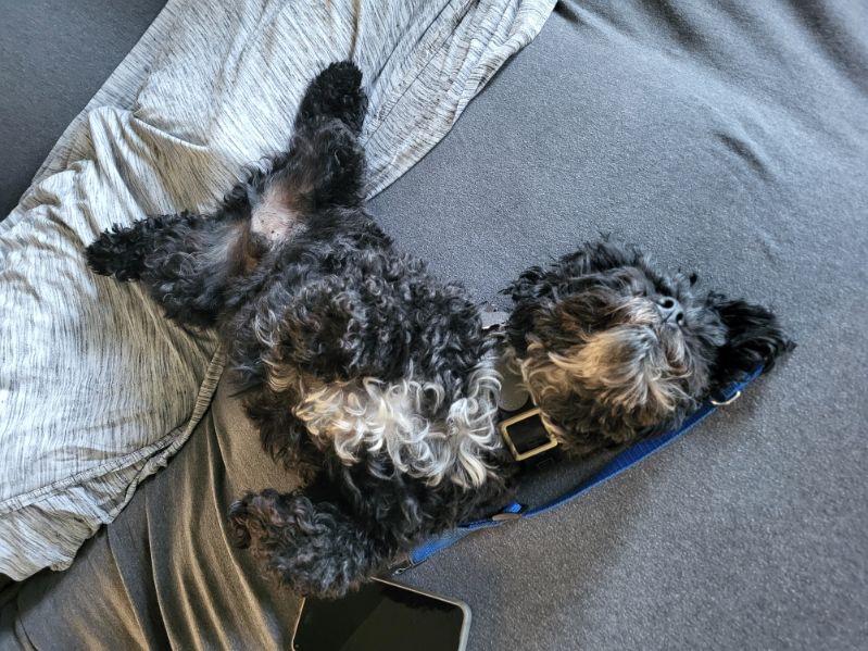 Enlarge Cole, an adopted Mixed Breed in Rochester , NY image 6/6