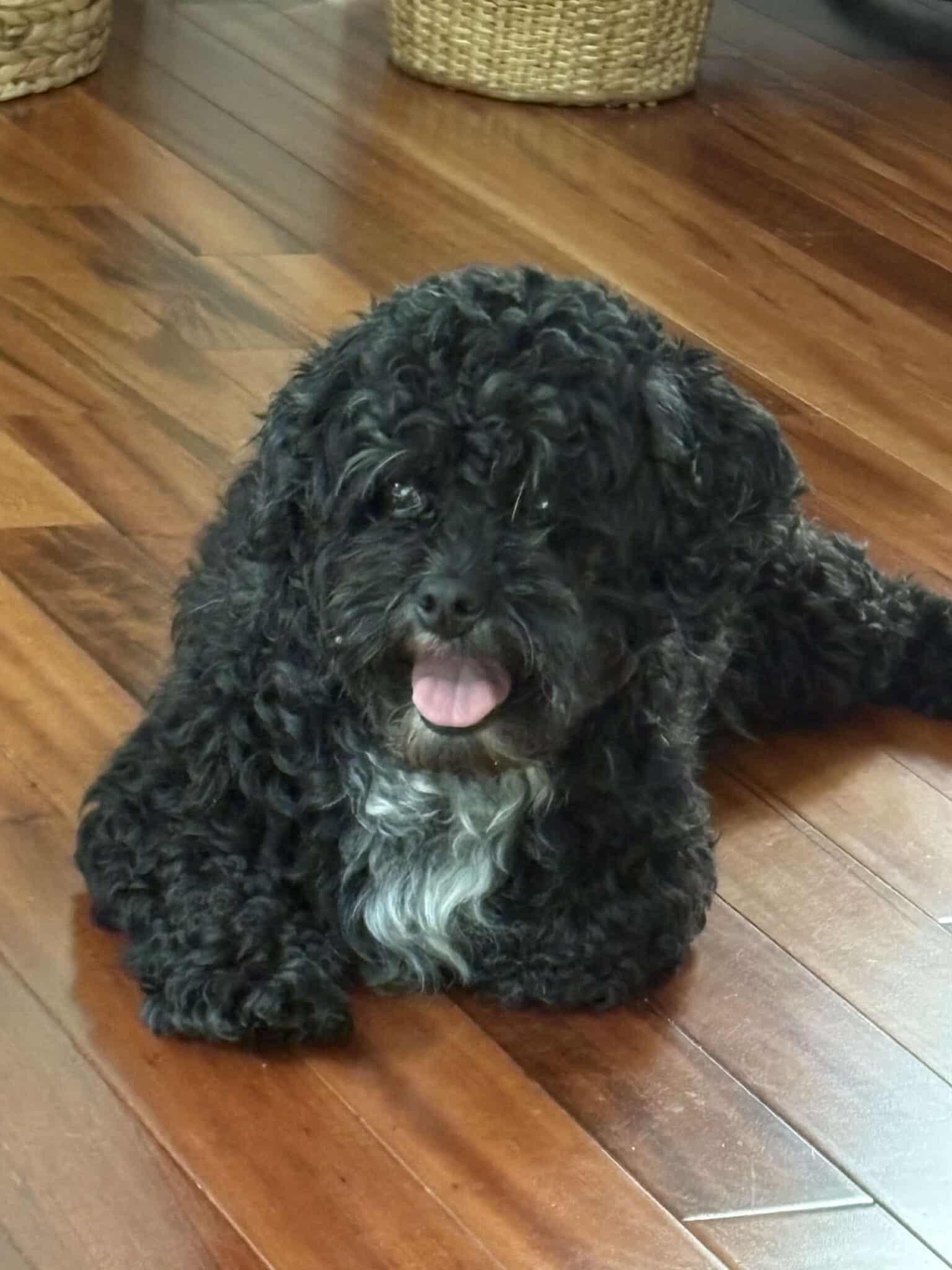 Enlarge Cole, an adopted Mixed Breed in Rochester , NY image 4/6