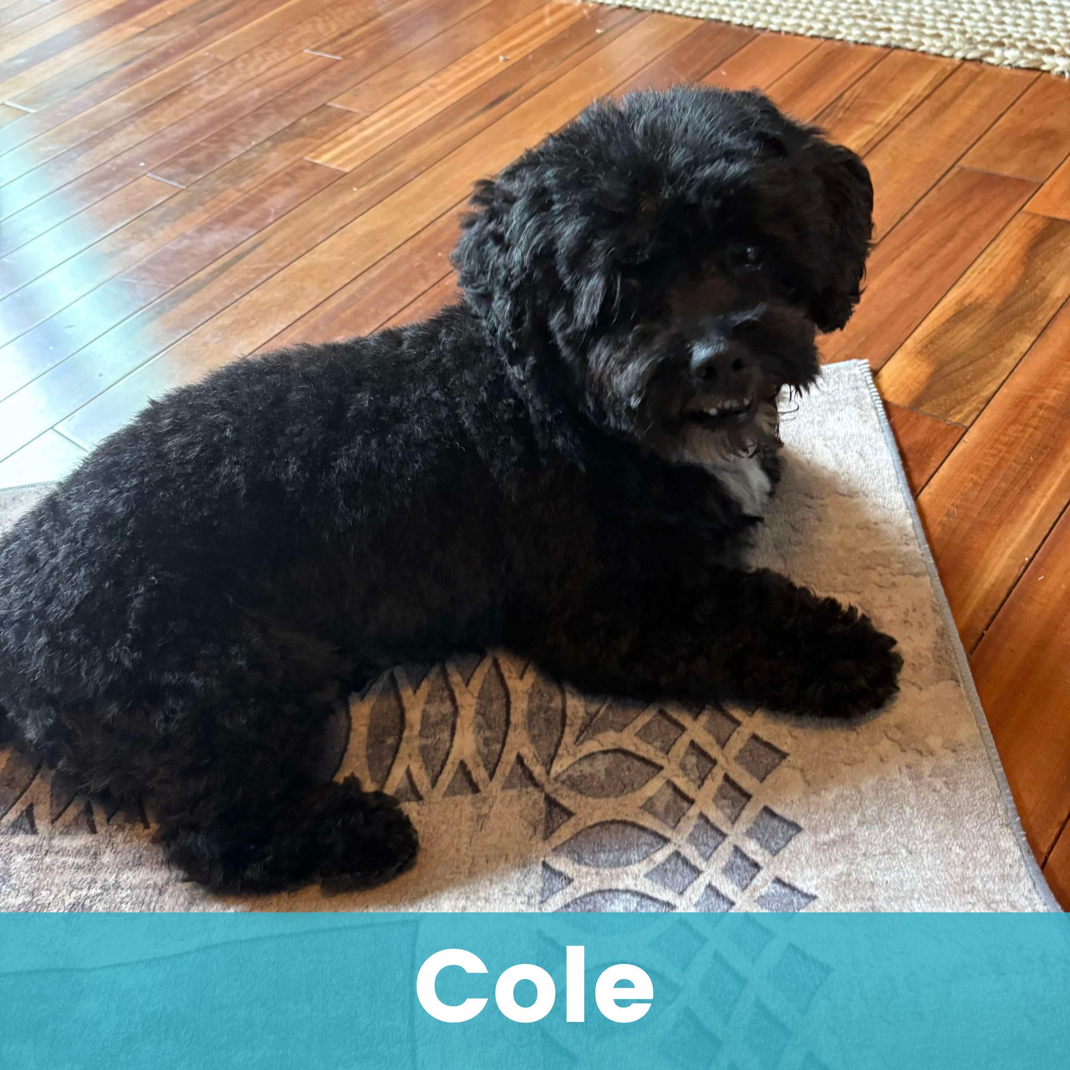 Cole, adopted, Senior Male Mixed Breed.
