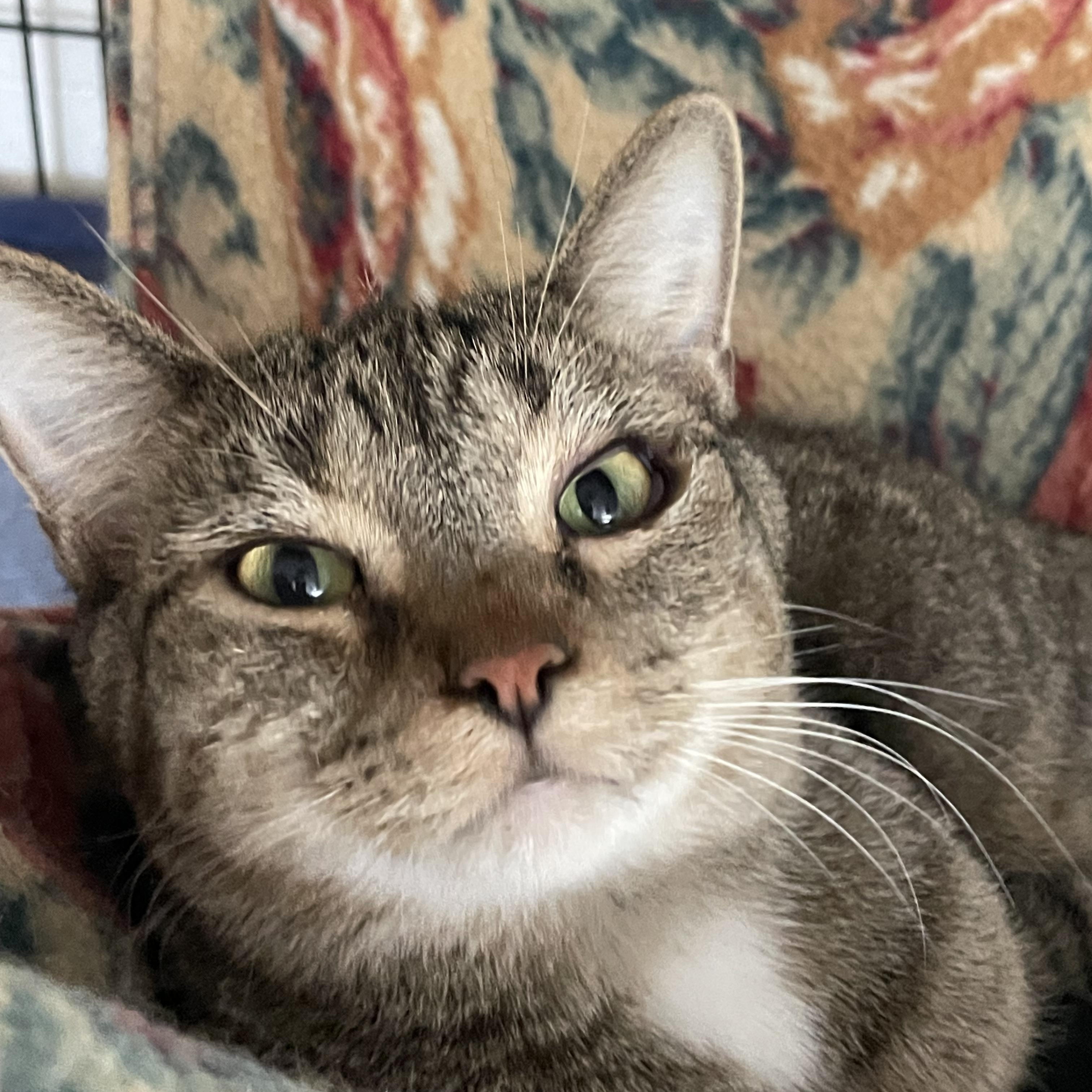 Paulie, adoptable, Young Male Domestic Short Hair.
