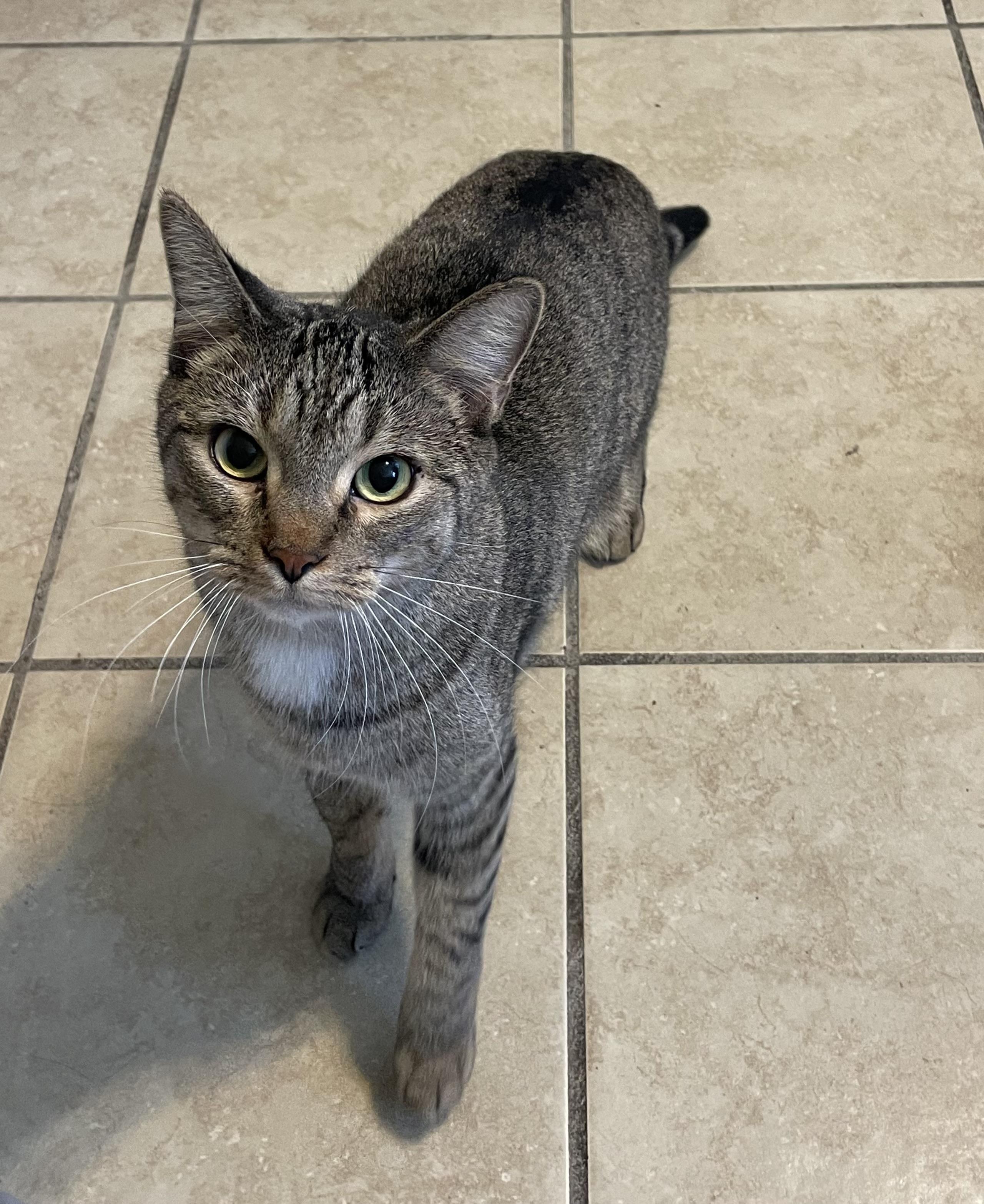 Paulie, adoptable, Young Male Domestic Short Hair.