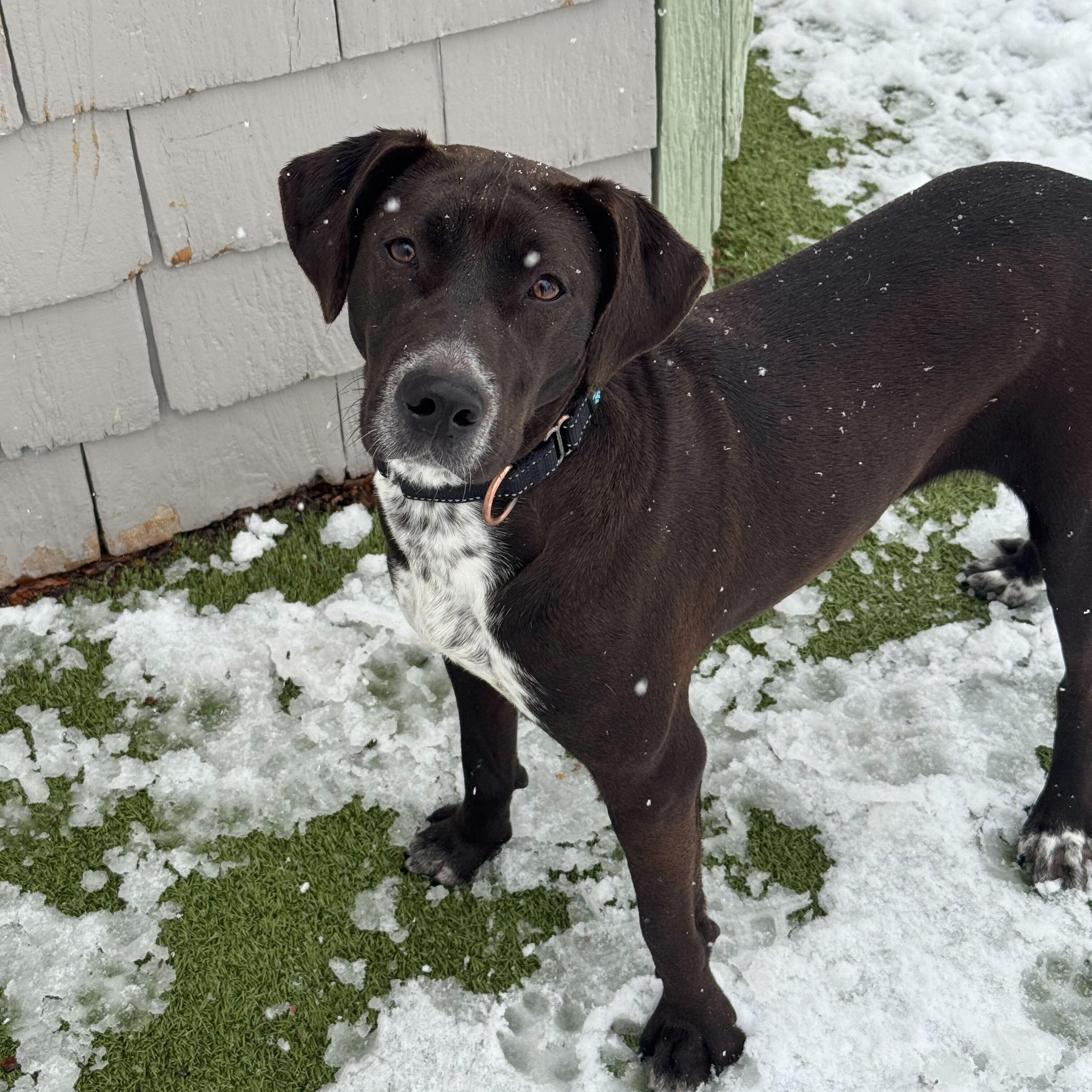 Enlarge Lillianna, a ADOPTABLE mixed breed in New Bedford, MA image 1/3