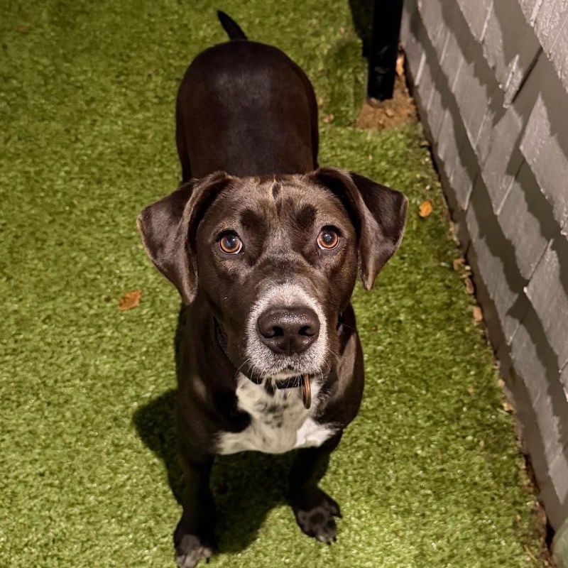 Enlarge Lillianna, a ADOPTABLE mixed breed in New Bedford, MA image 3/3