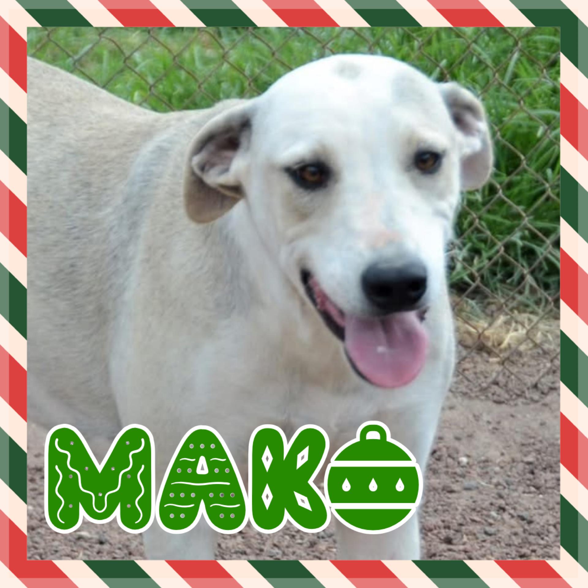 Mako, ADOPTABLE, Adult Male Mixed Breed.