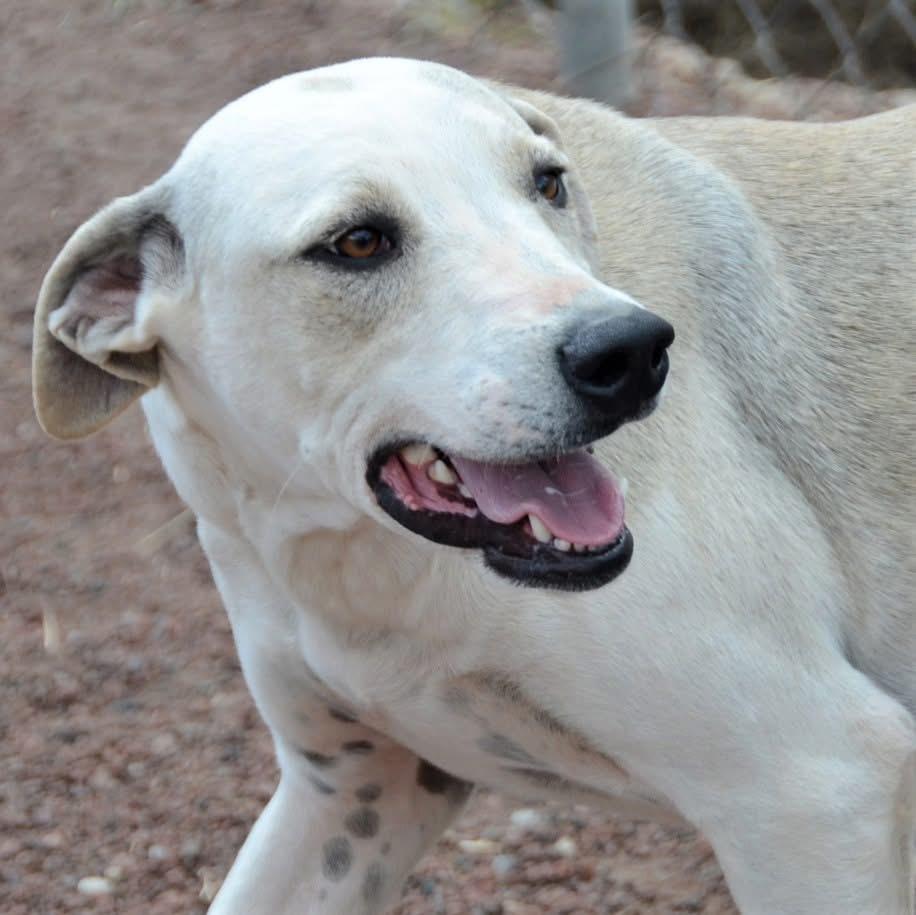 Mako, a ADOPTABLE mixed breed in Mississauga, ON image 2/4