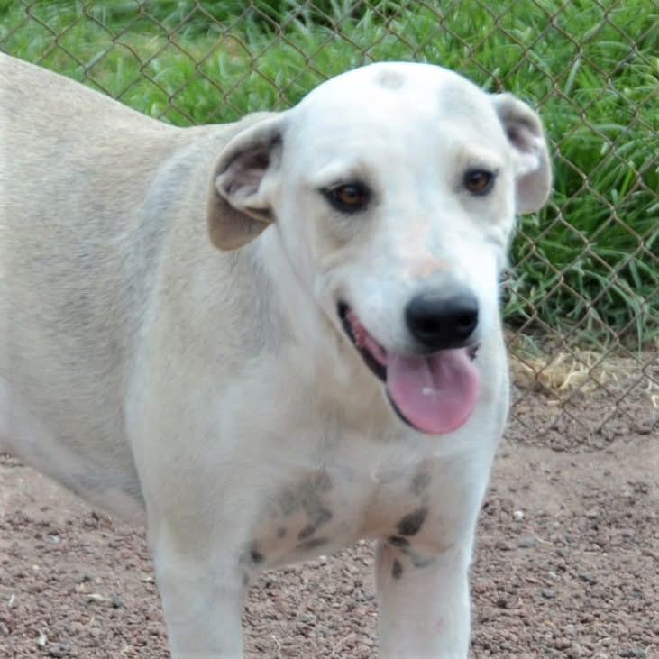 Mako, ADOPTABLE, Adult Male Mixed Breed.