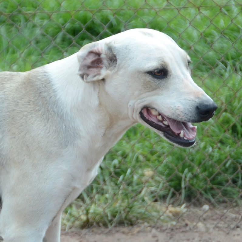 Mako, a ADOPTABLE mixed breed in Mississauga, ON image 3/4
