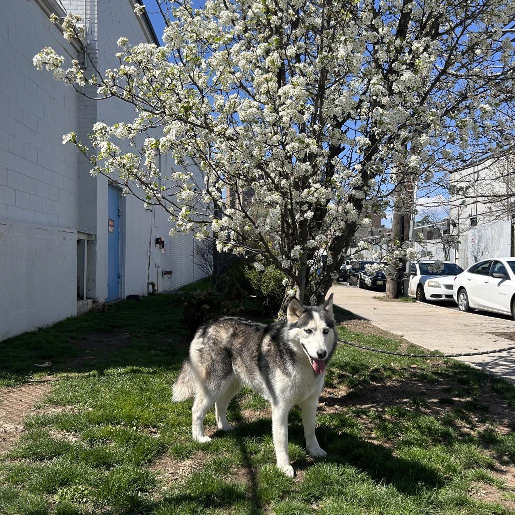 Antilla, Adoptable, Adult Female Siberian Husky.