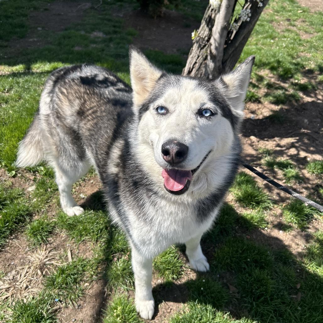 Enlarge Antilla, a Adoptable Siberian Husky in Weimar, CA image 2/6