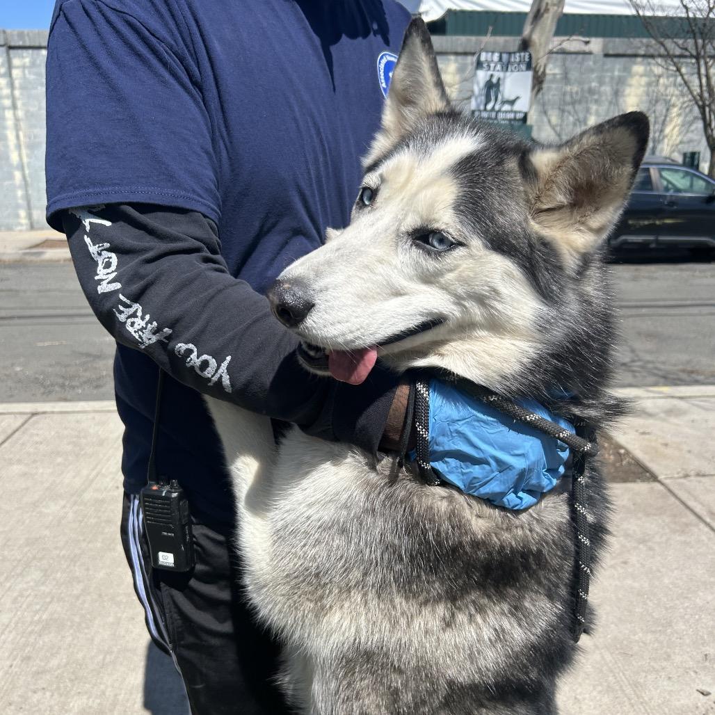 Enlarge Antilla, a Adoptable Siberian Husky in Weimar, CA image 3/6