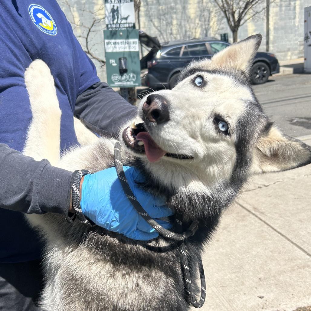 Enlarge Antilla, a Adoptable Siberian Husky in Weimar, CA image 4/6