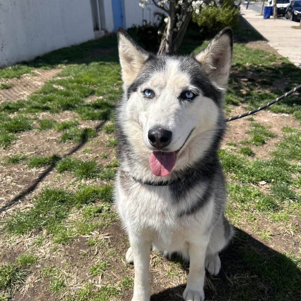 Enlarge Antilla, a Adoptable Siberian Husky in Weimar, CA image 5/6