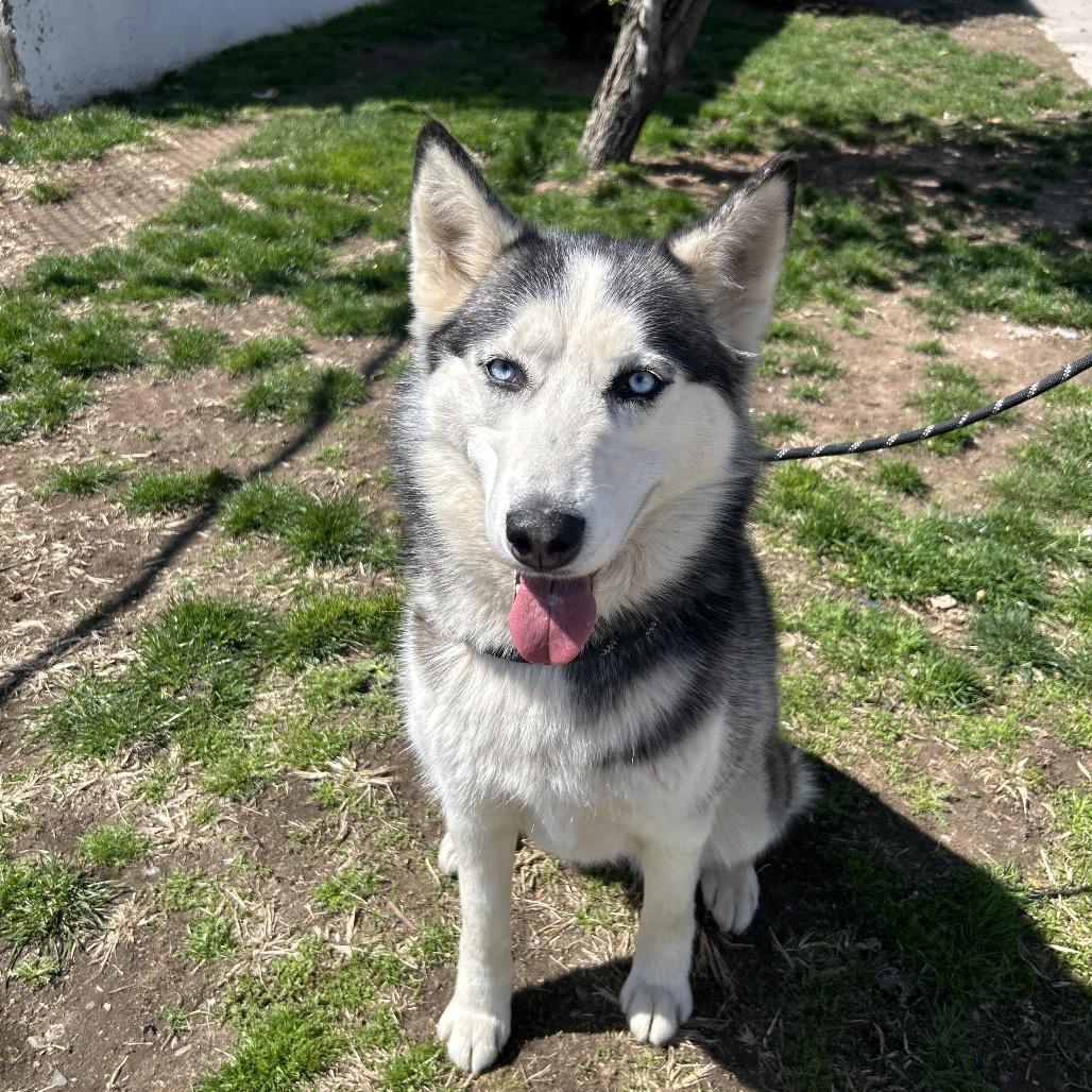 Enlarge Antilla, a Adoptable Siberian Husky in Weimar, CA image 6/6