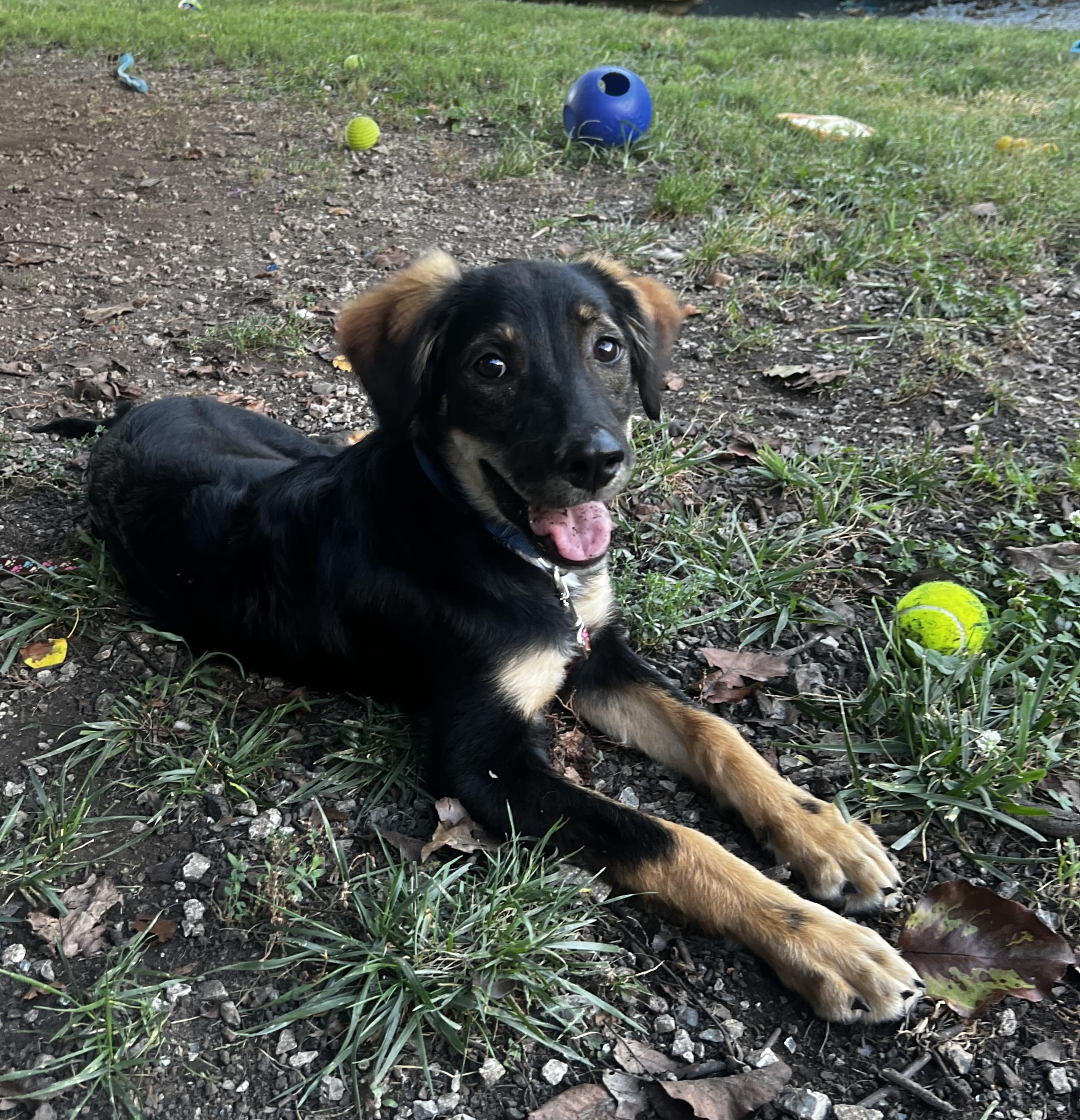 Enlarge Yosemite, a Adopted mixed breed in Lexington, KY image 2/5