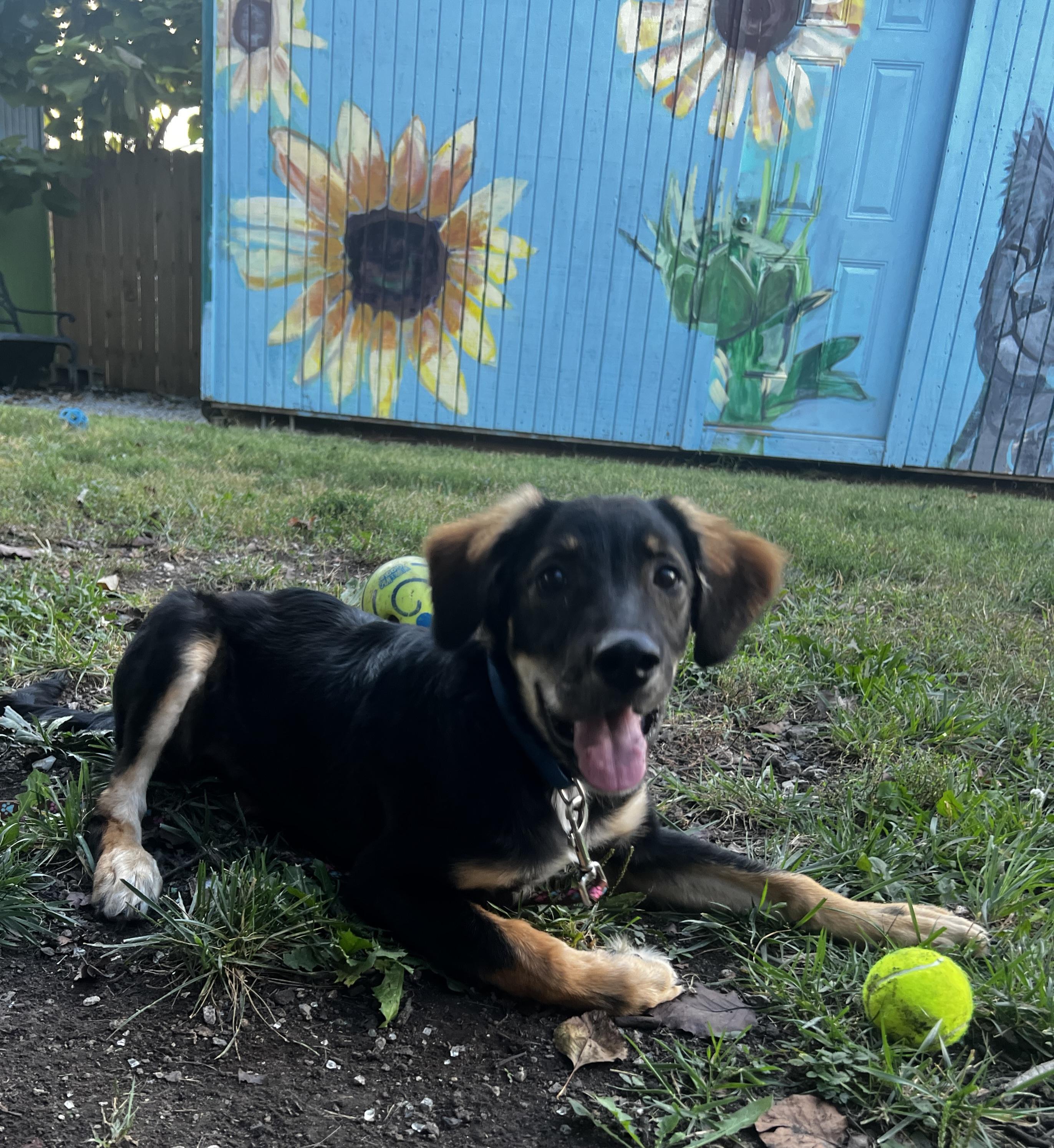 Enlarge Yosemite, a Adopted mixed breed in Lexington, KY image 4/5