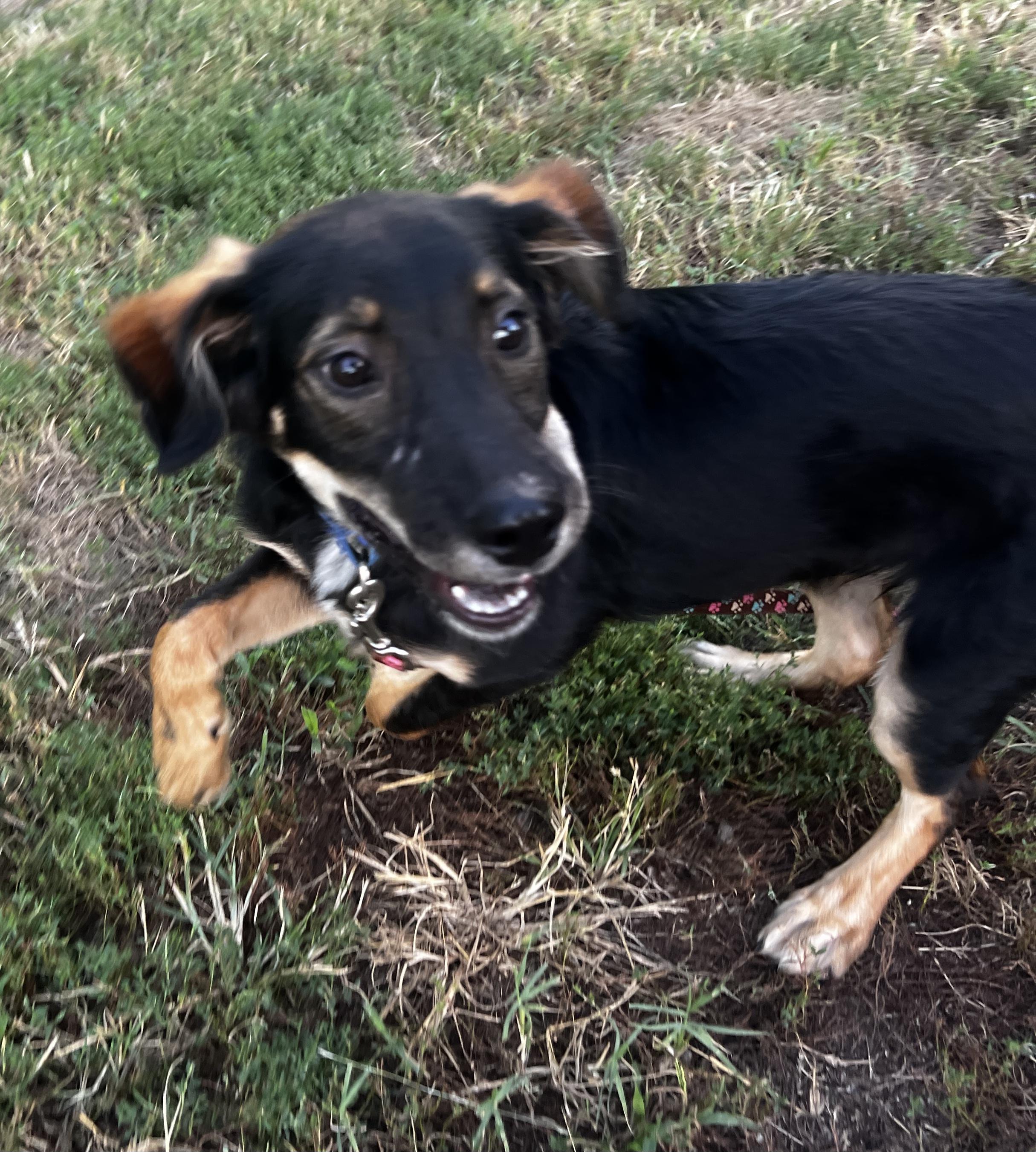 Enlarge Yosemite, a Adopted mixed breed in Lexington, KY image 3/5