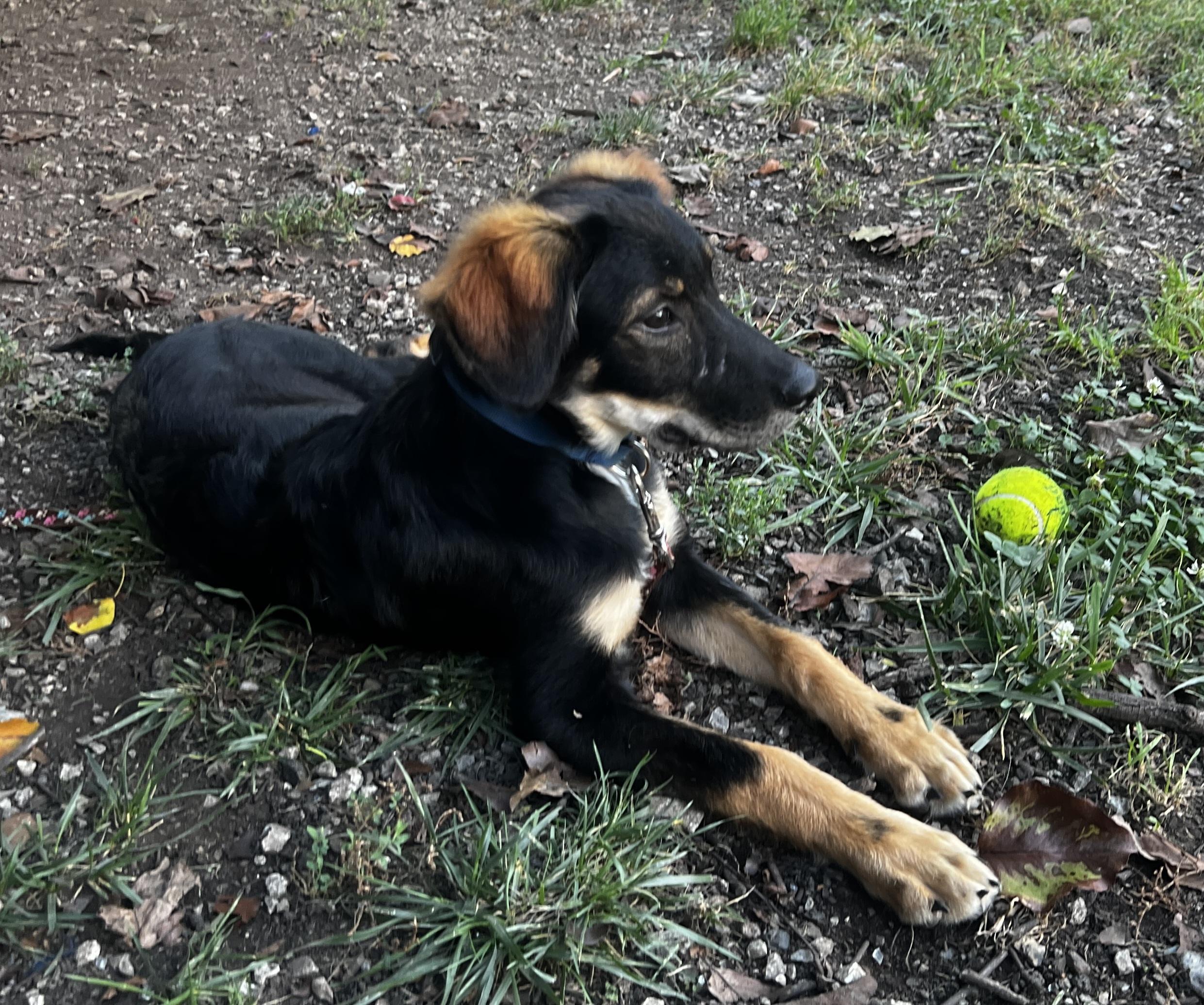 Enlarge Yosemite, a Adopted mixed breed in Lexington, KY image 5/5