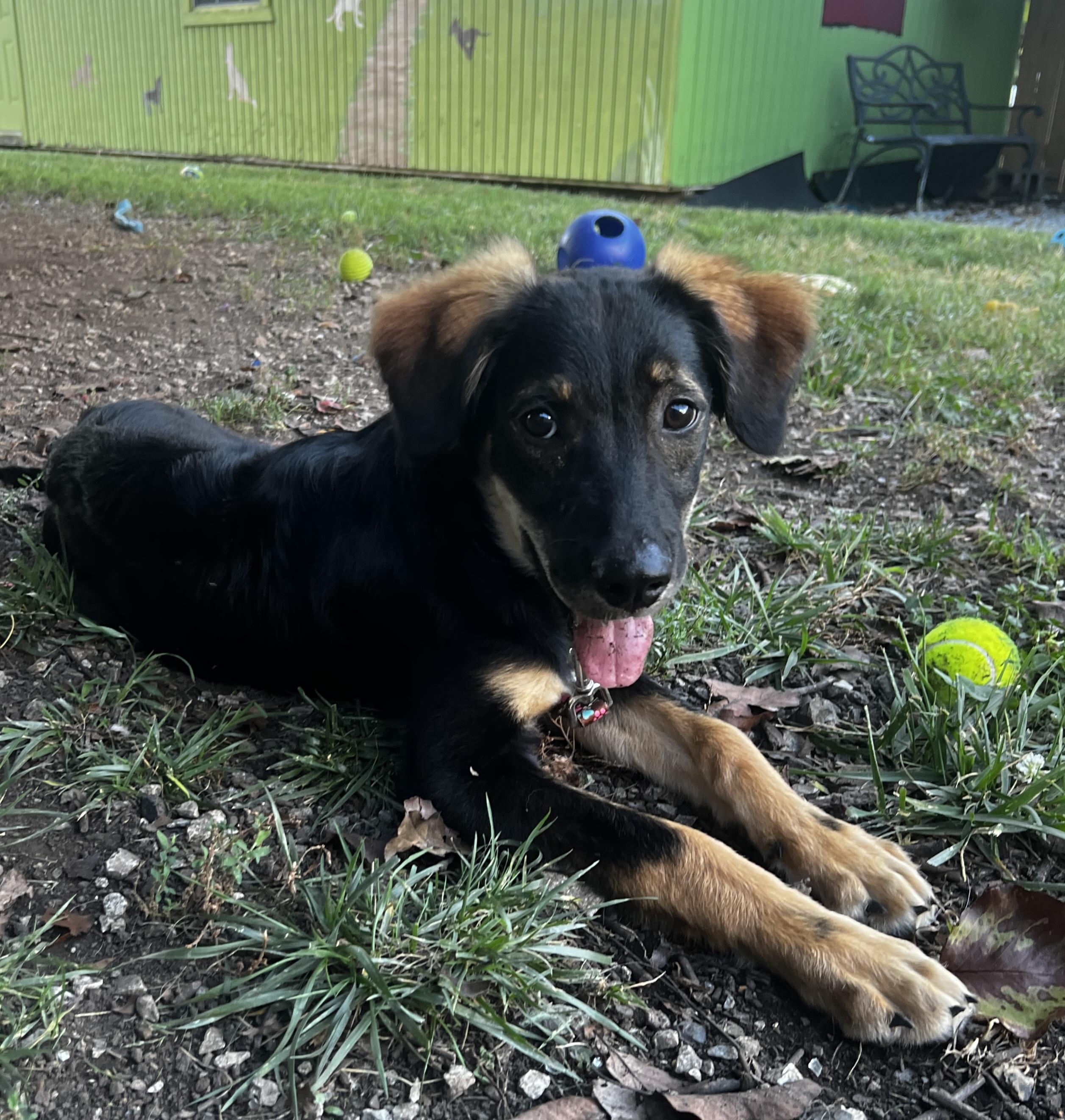 Yosemite, Adopted, Young Male Border Collie & German Shepherd Dog.