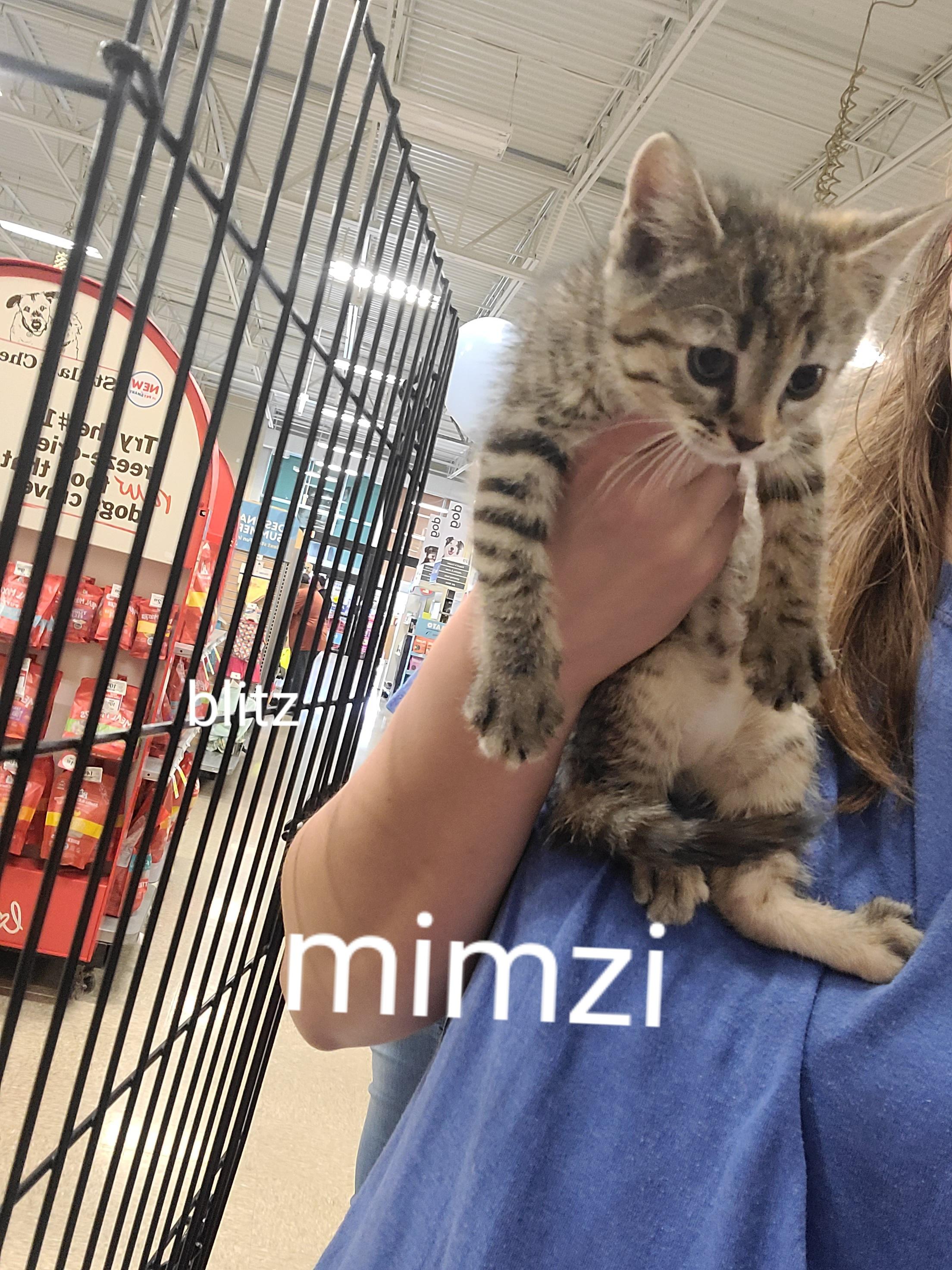 Mimzi, Adoptable, Kitten Female Domestic Short Hair.