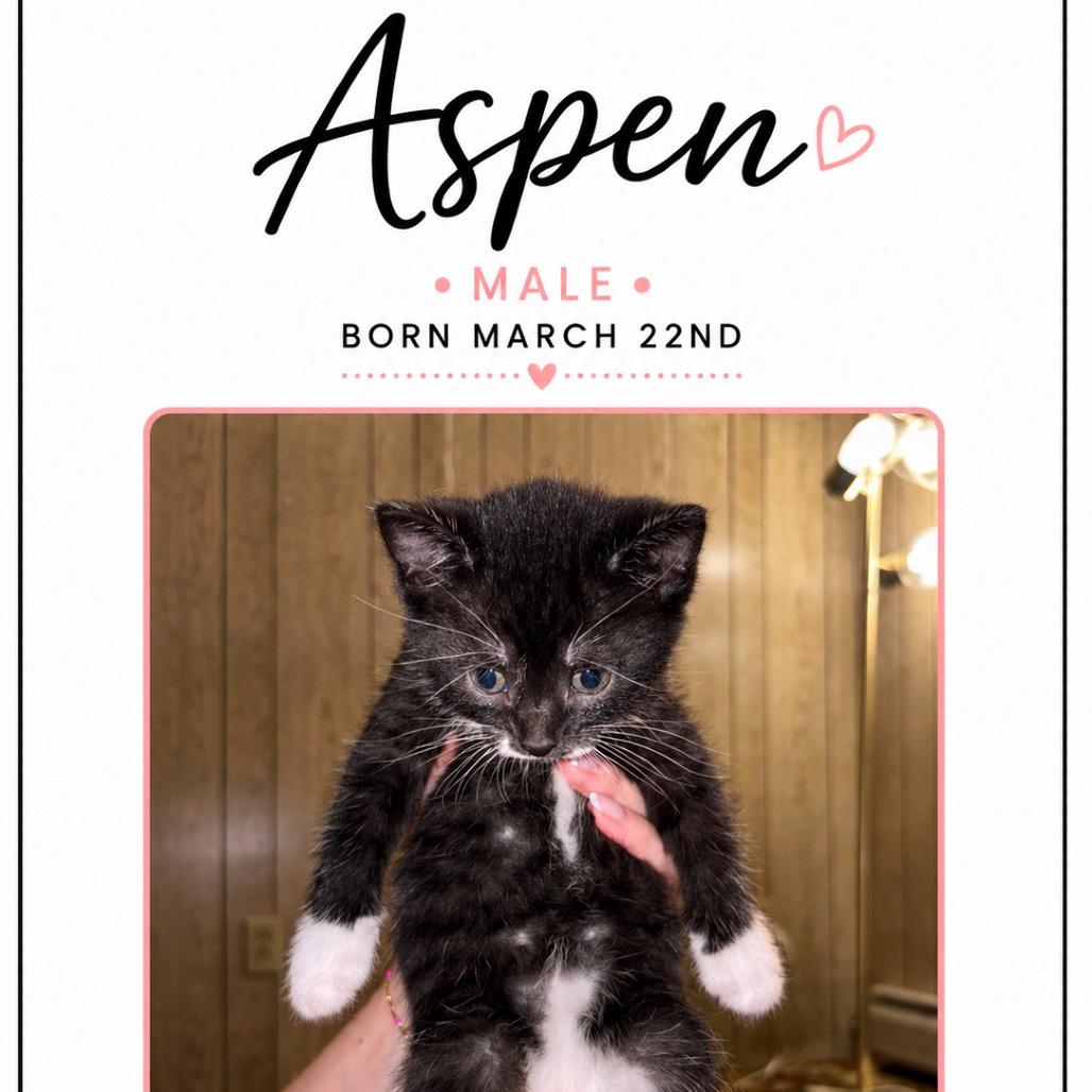 Aspen, a Adoptable Domestic Short Hair in North Canton, OH image 1/3