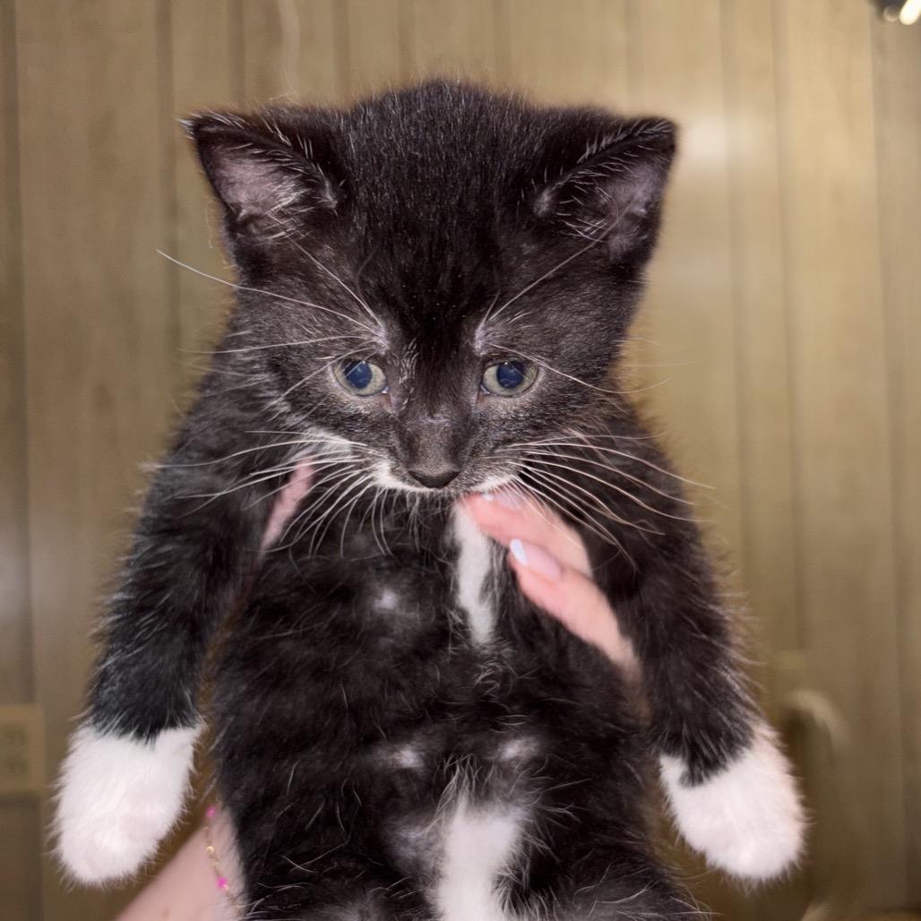 Aspen, a Adoptable Domestic Short Hair in North Canton, OH image 2/3