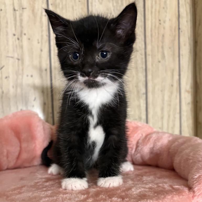 Aspen, a Adoptable Domestic Short Hair in North Canton, OH image 3/3