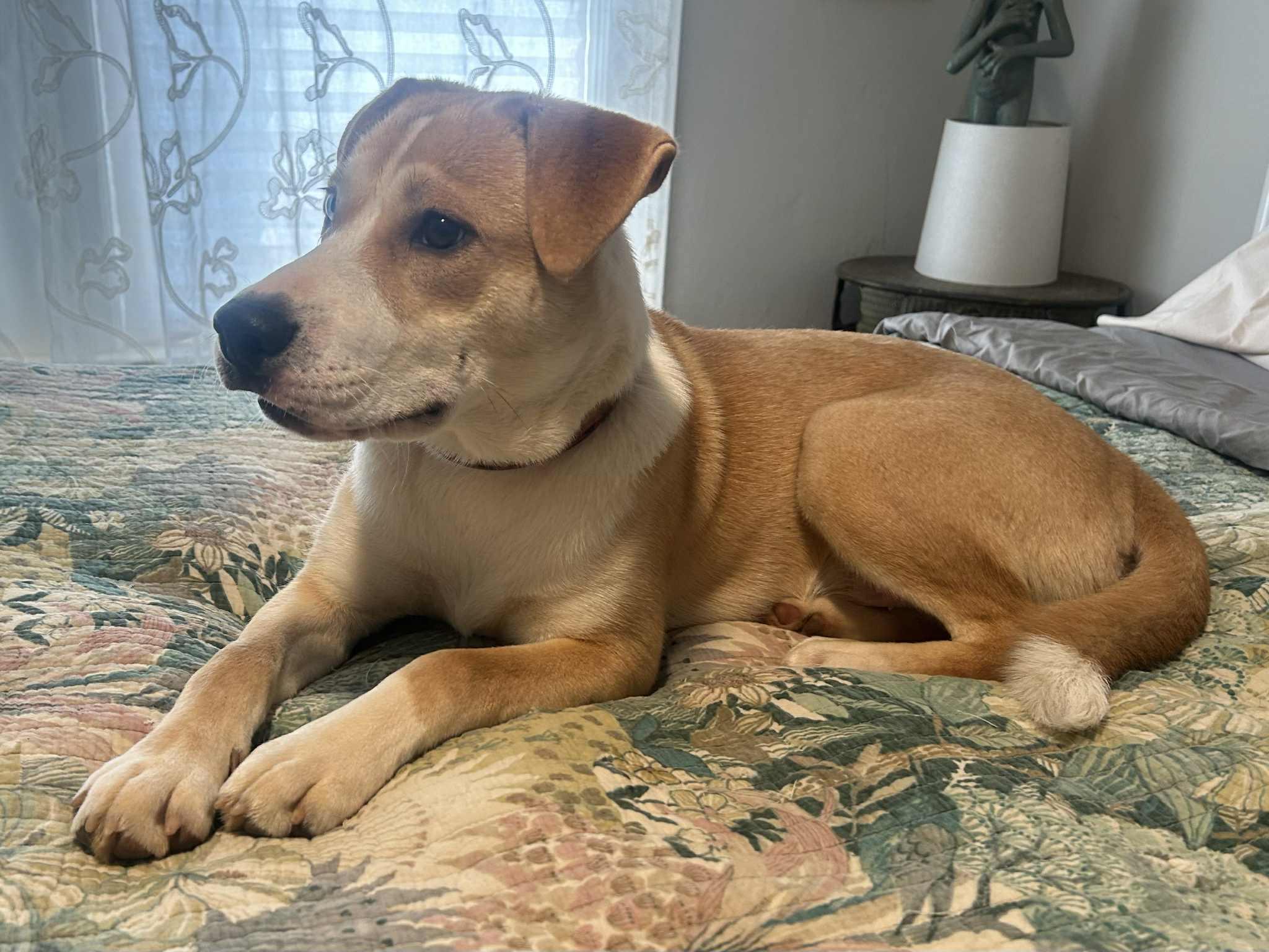 Enlarge Dodge, a Adoptable mixed breed in Barnesville, GA image 3/5