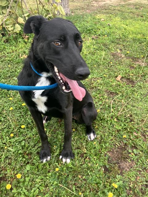 Enlarge JAZZY, a Adoptable mixed breed in Albuquerque, NM image 1/1
