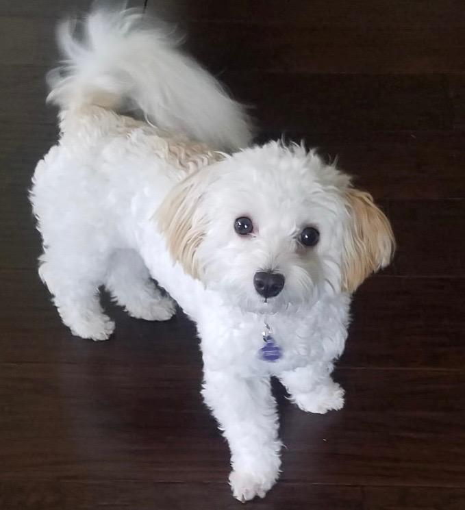 Dixie Lu Turner, Adoptable, Adult Female Maltipoo.
