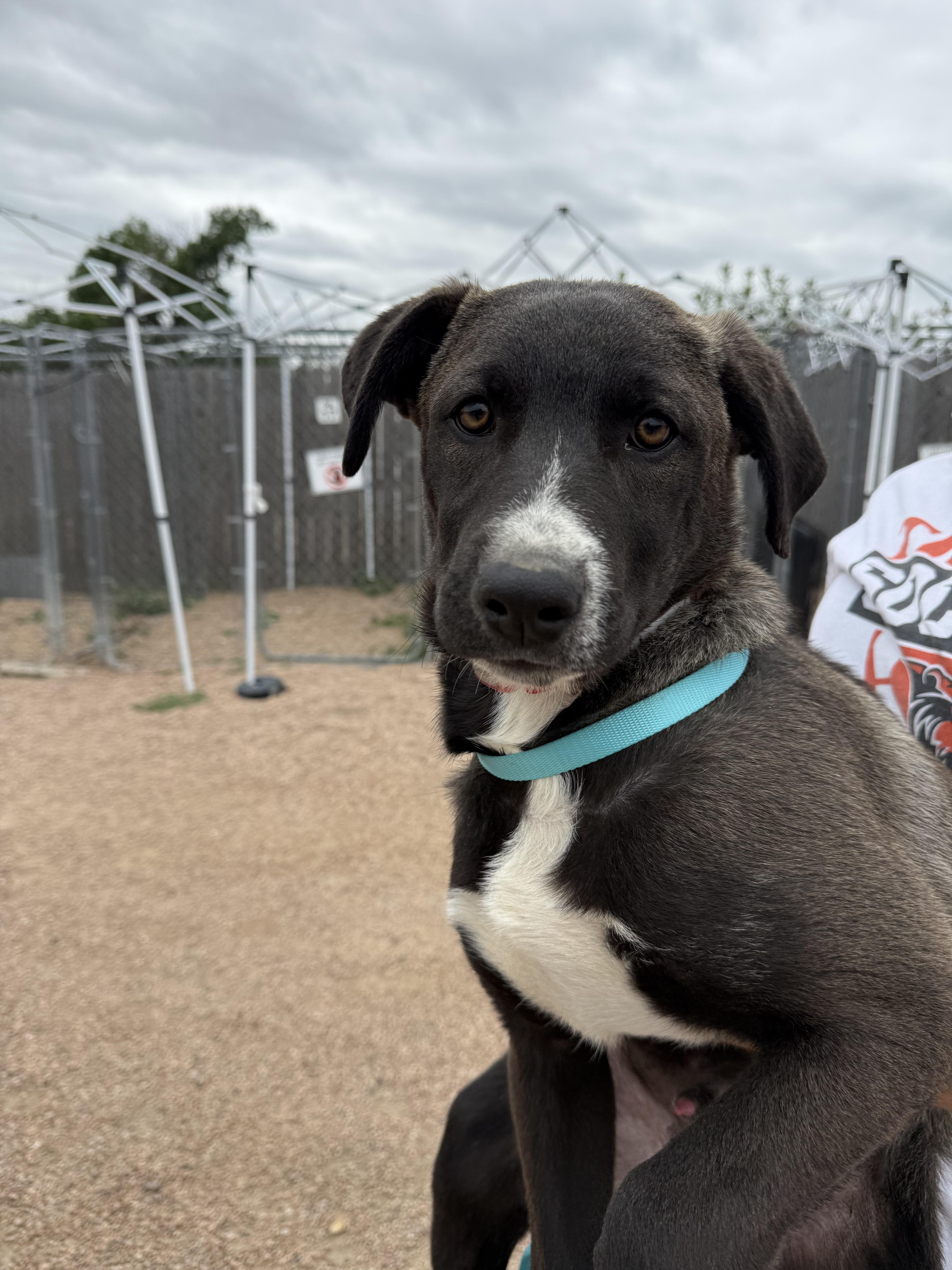 408-26 (Juan), a ADOPTABLE mixed breed in Brighton, CO image 5/6